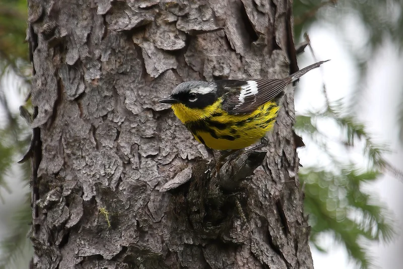 Magnolia warbler (Setophaga magnolia)