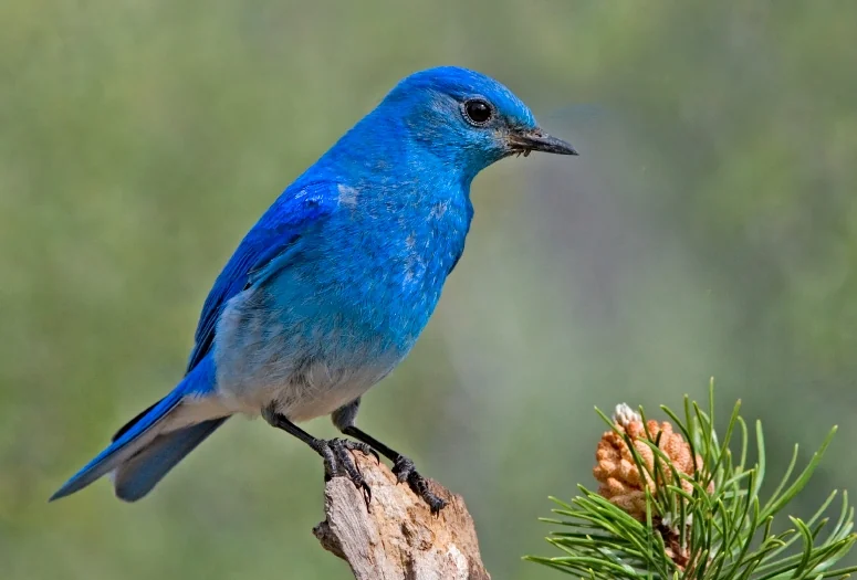 Mountain bluebird (Sialia currucoides)