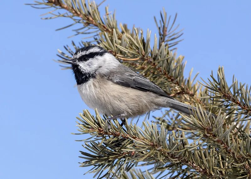 Mountain chickadee (Poecile gambeli)