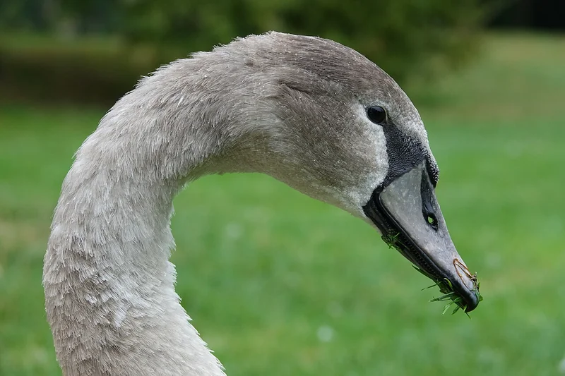 Mute swan (Cygnus olor)