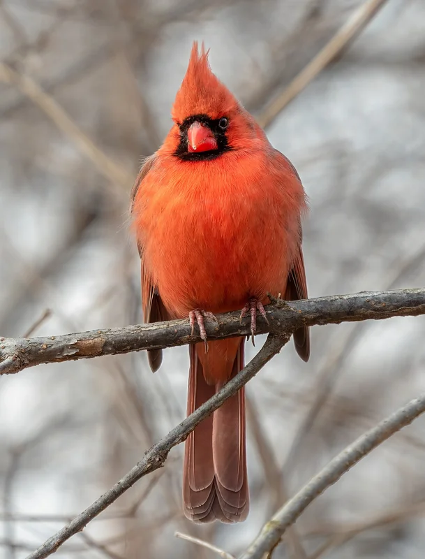 Northern cardinal (Cardinalis cardinalis)