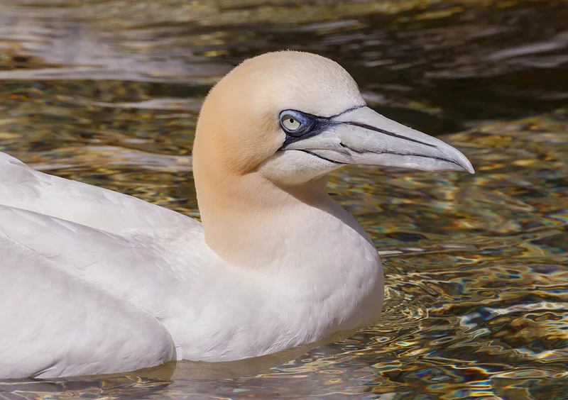 Northern gannet (Morus bassanus)