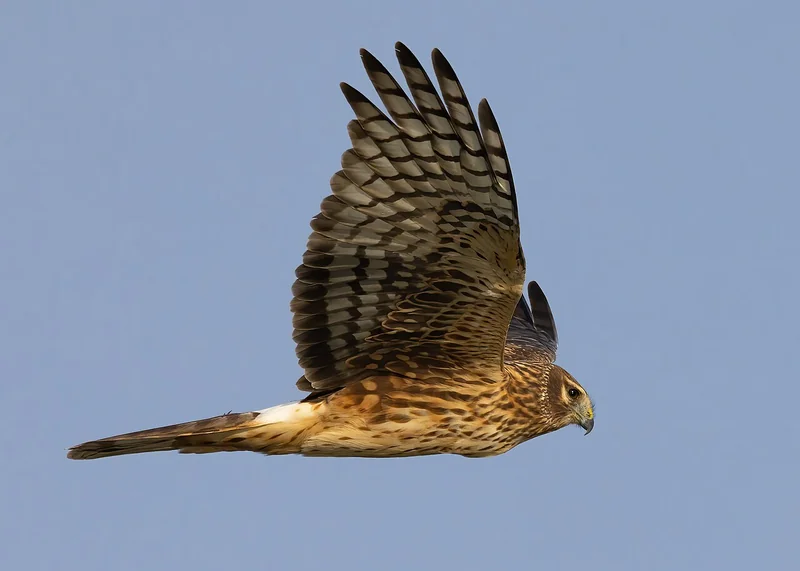 Northern harrier (Circus hudsonius)