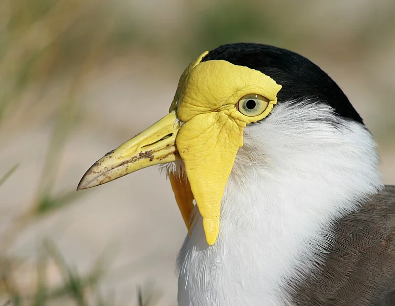 Northern lapwing (Vanellus vanellus) adult showing iridescent green-black upperparts, white underparts, and long black crest