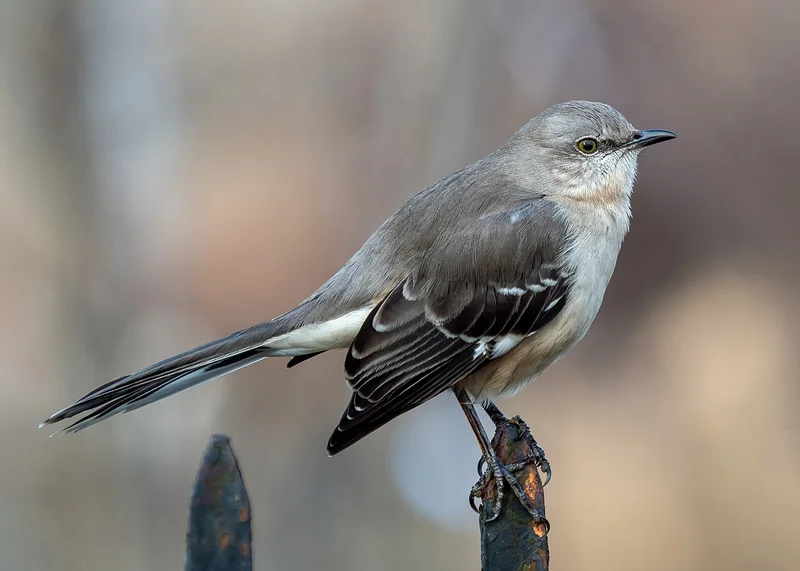 Northern mockingbird (Mimus polyglottos)
