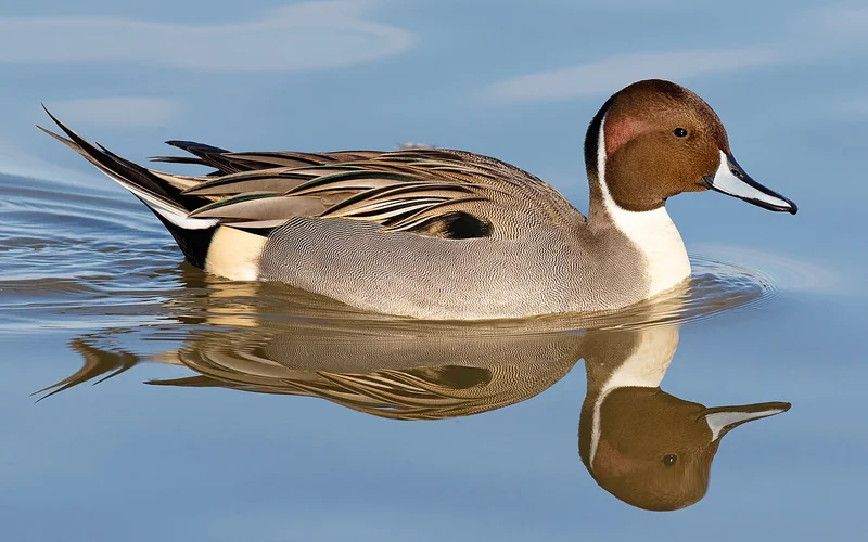 Northern pintail (Anas acuta)