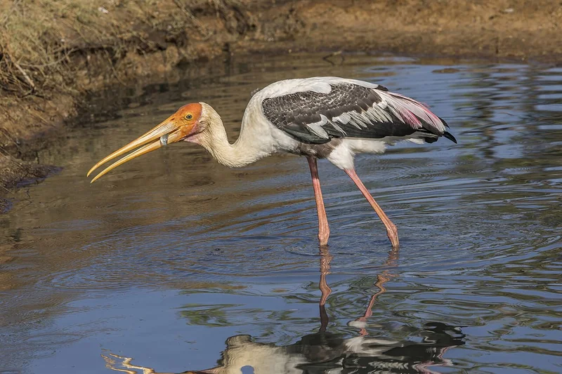 Painted stork (Mycteria leucocephala) adult showing white and black plumage, salmon-pink tertials, and yellow-orange bill