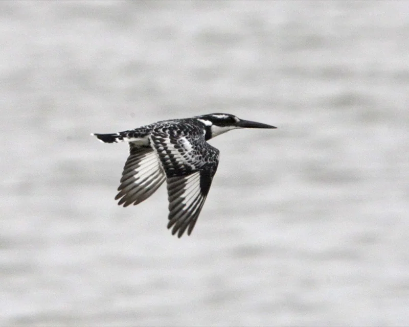 Pied kingfisher (Ceryle rudis) adult male hovering over water, showing black-and-white plumage