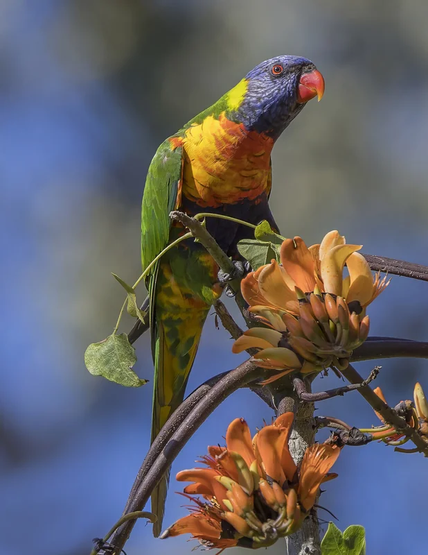 Rainbow lorikeet (Trichoglossus moluccanus) adult showing vivid blue, green, red, and yellow plumage