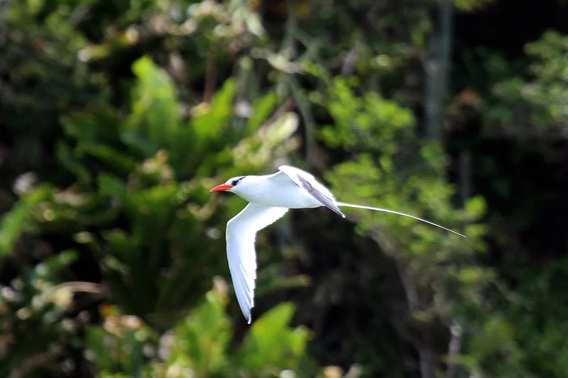 Red-billed tropicbird (Phaethon aethereus) in flight showing white plumage, red bill, and long white tail streamers