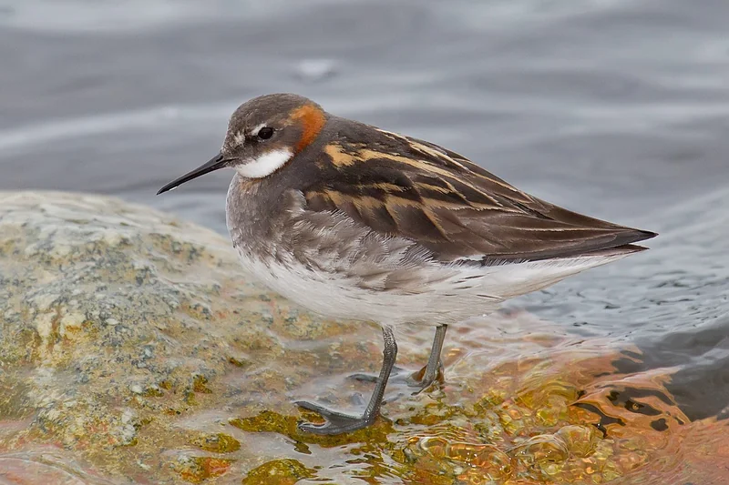 Red-necked phalarope (Phalaropus lobatus) female in breeding plumage swimming