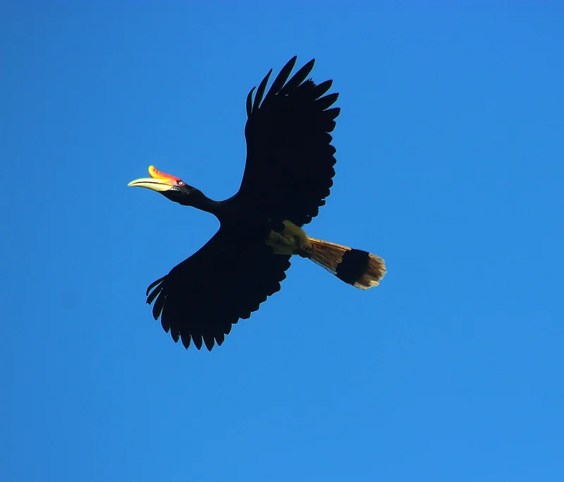 Rhinoceros hornbill (Buceros rhinoceros) showing large black-and-yellow bill with prominent upturned orange-red casque