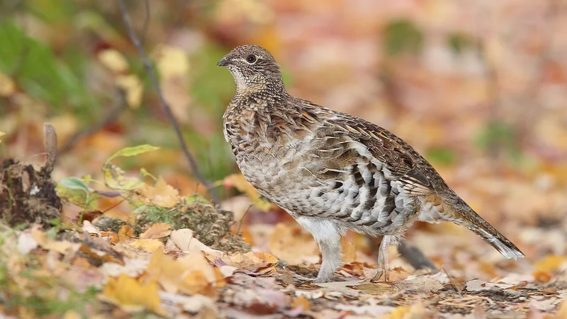 Ruffed grouse (Bonasa umbellus)