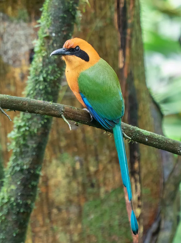 Rufous motmot (Baryphthengus martii) adult perched showing rufous plumage and racket-tipped tail