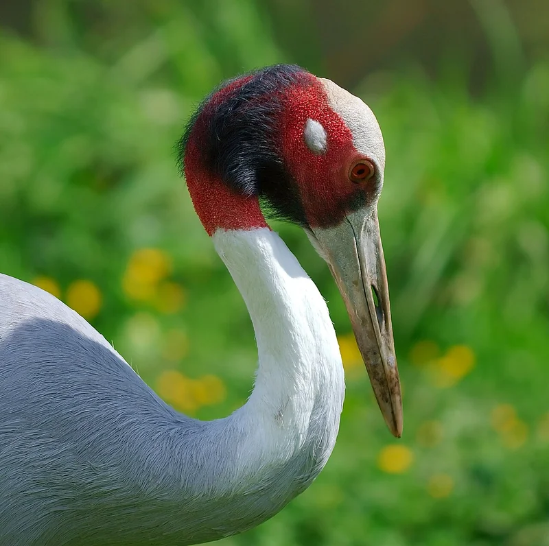 Sarus crane (Antigone antigone) adult in rice paddy showing its grey body and distinctive red head