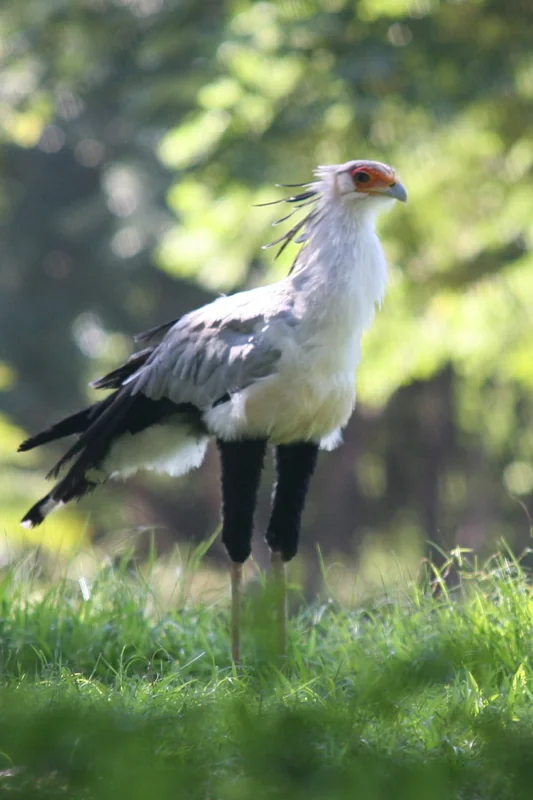 Secretary bird (Sagittarius serpentarius) adult standing on savanna, showing its long legs and crest