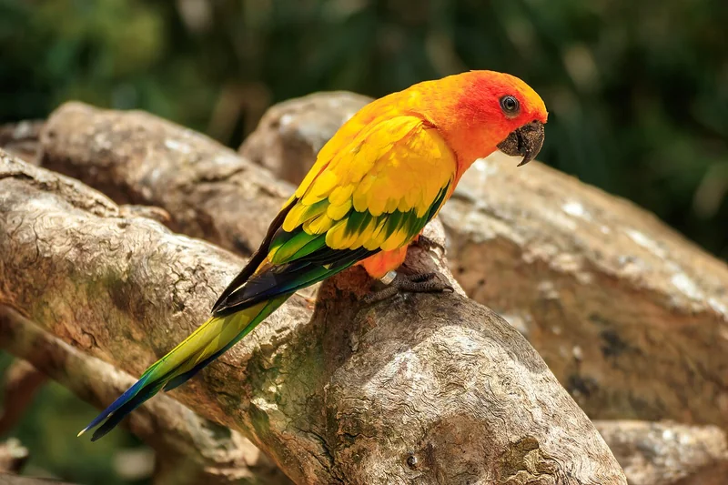 Sun parakeet (Aratinga solstitialis)