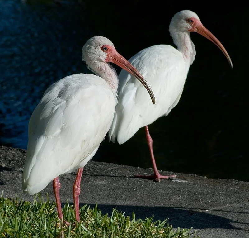 American white ibis (Eudocimus albus)