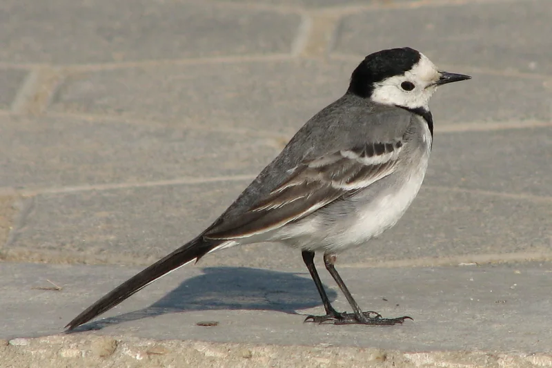 White wagtail (Motacilla alba) adult showing its long tail and grey-black-white plumage