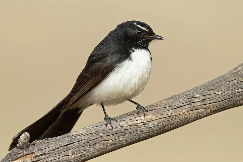 Willie wagtail (Rhipidura leucophrys) showing its sharp black-and-white plumage and fanned tail