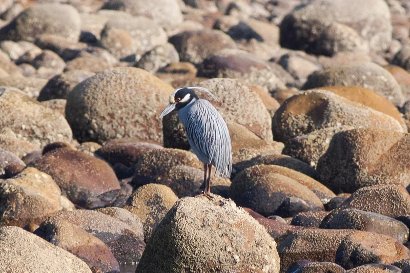 Yellow-crowned night heron (Nyctanassa violacea) adult showing grey plumage, bold black-and-white head, and yellow crown