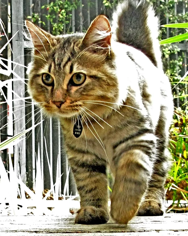 American Bobtail Longhair cat