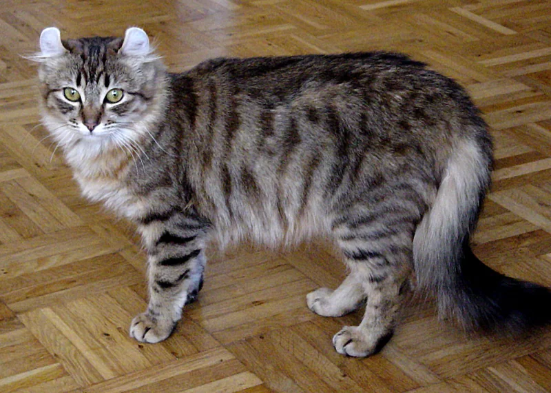 American Curl Longhair with backward-curling ears and silky coat