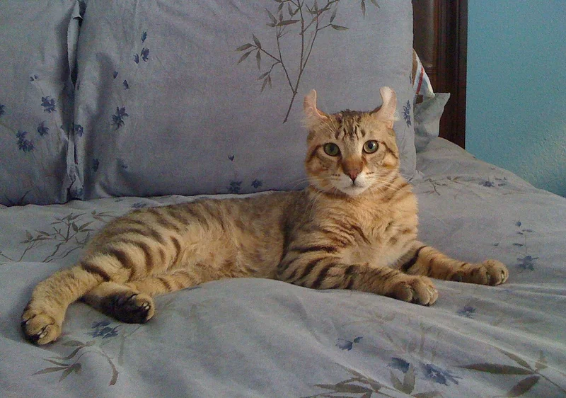 American Polydactyl cat showing extra toes on front paws