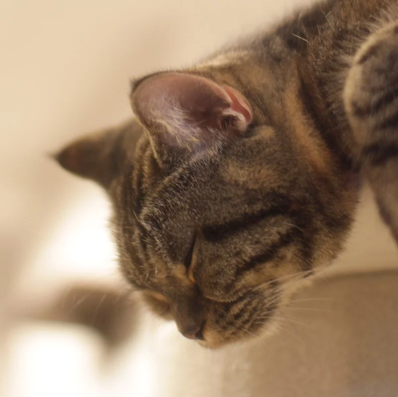 American Shorthair