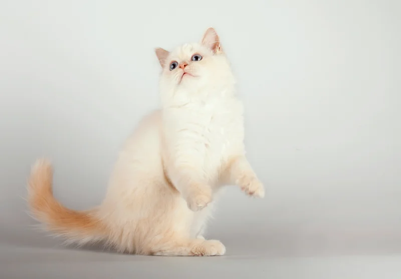 Birman