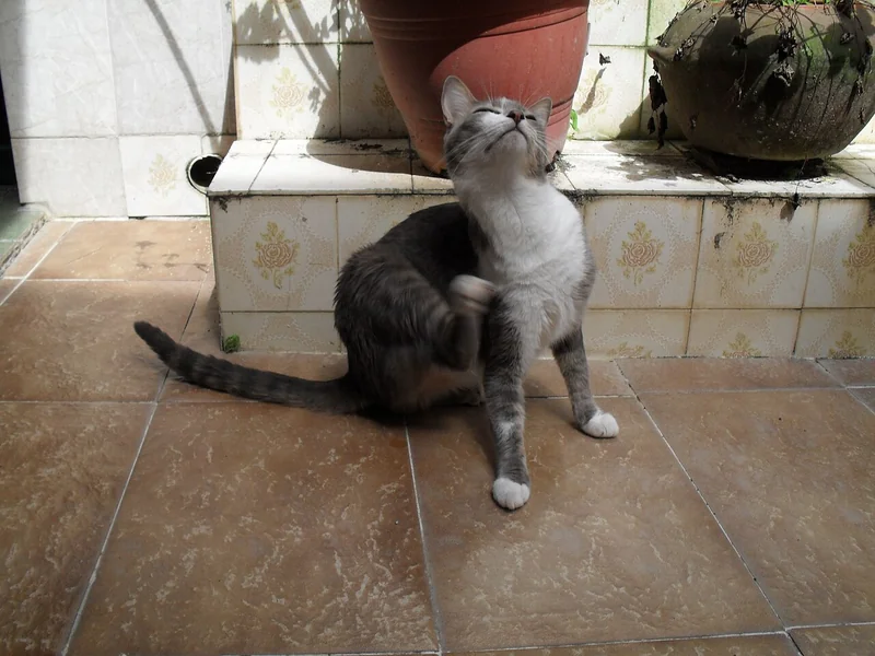 Brazilian Shorthair