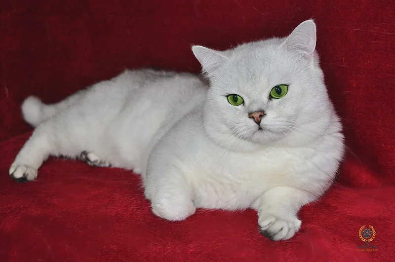 British Tipped cat with silver-white coat and green eyes