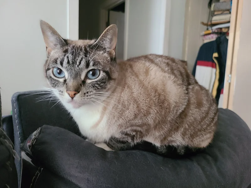 Colorpoint Shorthair cat with flame point coloring