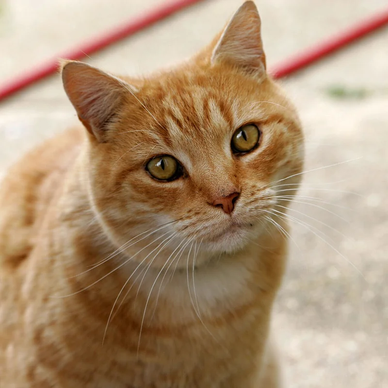 Cat (representative photo — breed-specific image not available)