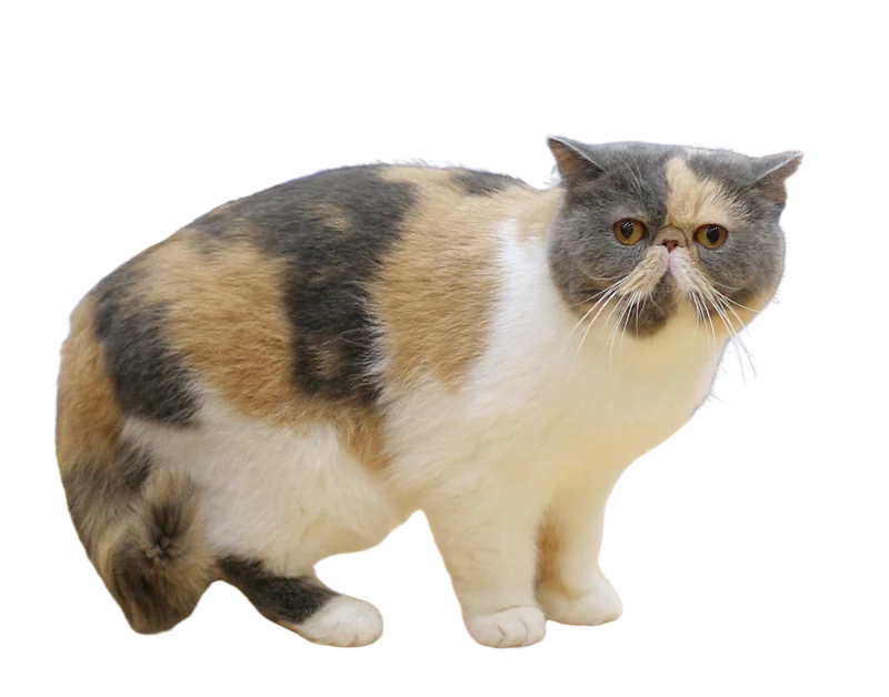 Exotic Longhair cat