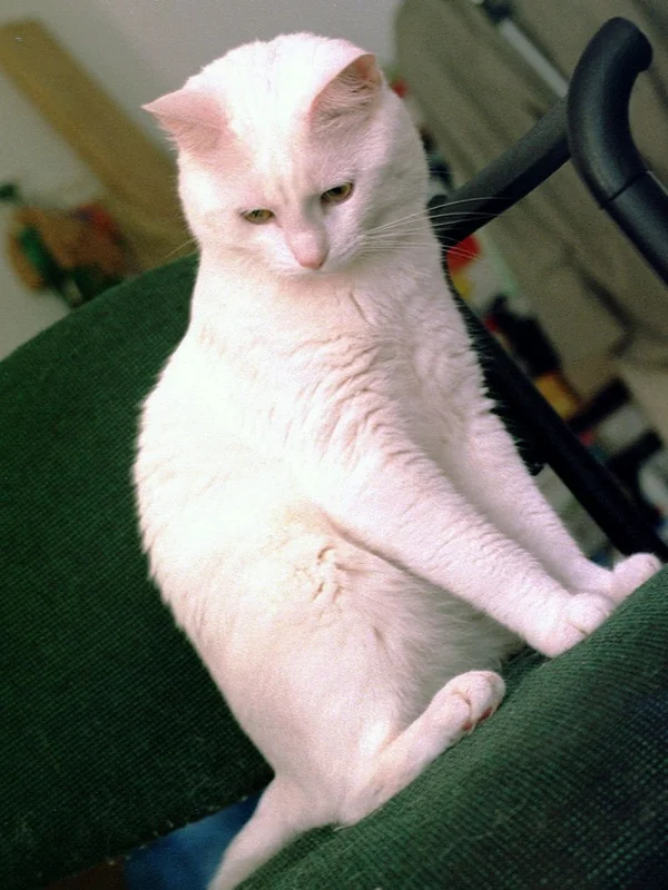Foreign White cat with blue eyes and white coat