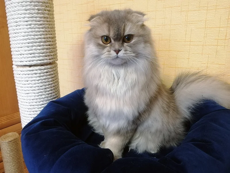Highland Fold cat with folded ears and long coat