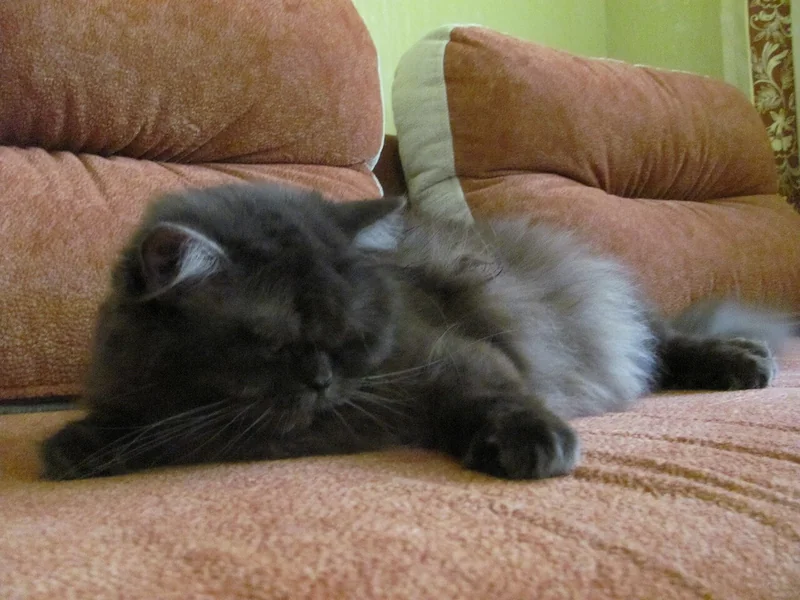 Highlander Longhair cat