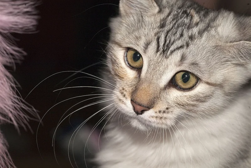 Karelian Bobtail