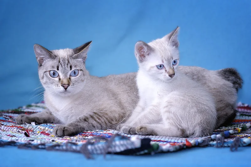 Korean Bobtail