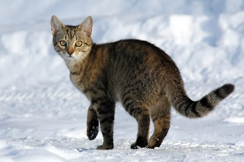 Cat (representative photo — breed-specific image not available)