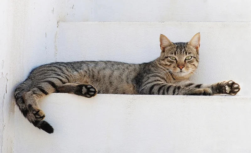 Cat (representative photo — breed-specific image not available)