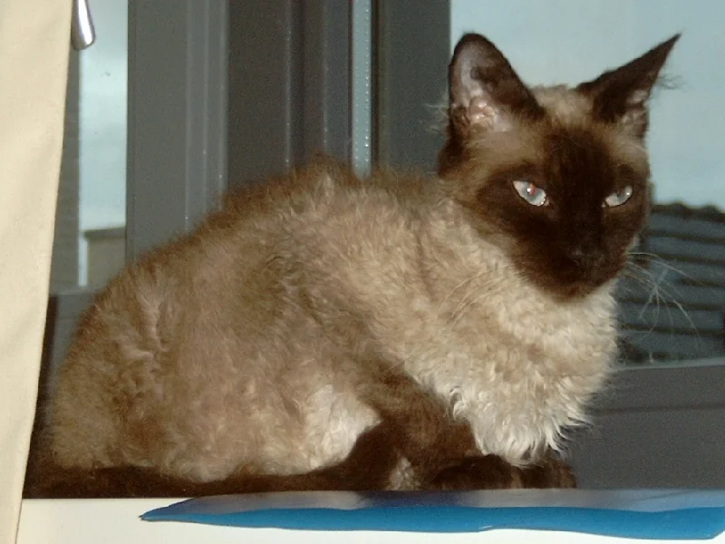 LaPerm Shorthair cat