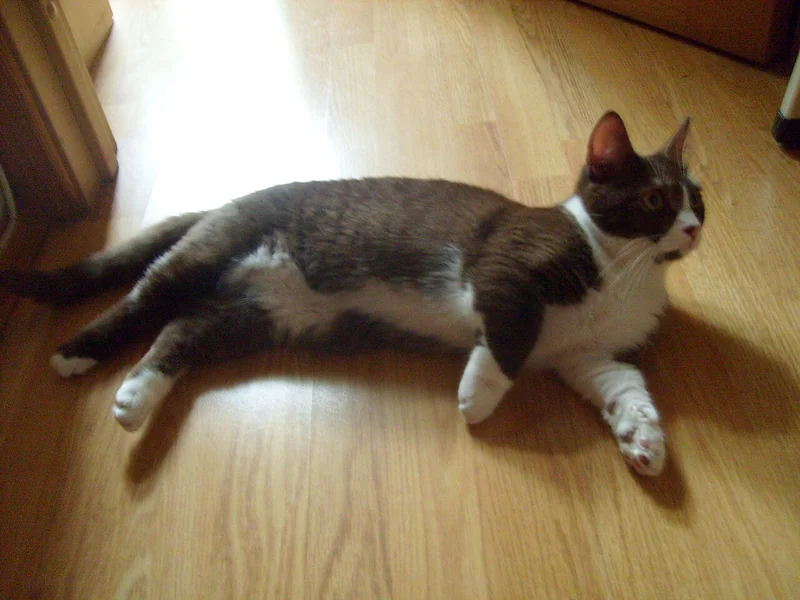 Munchkin Longhair cat