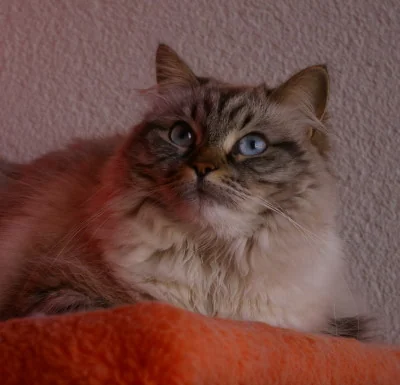 Neva Masquerade cat with colorpoint coat and blue eyes