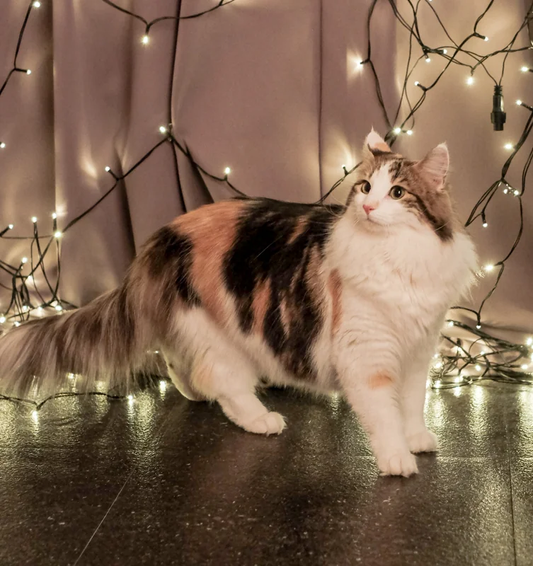 Norwegian Forest Cat