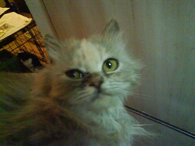 Persian Chinchilla cat with silver-white coat and green eyes