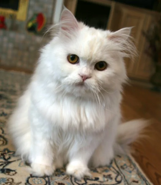 Traditional Persian cat with long coat and moderate muzzle