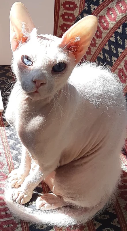 Peterbald