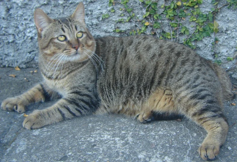 Pixie-Bob Longhair cat